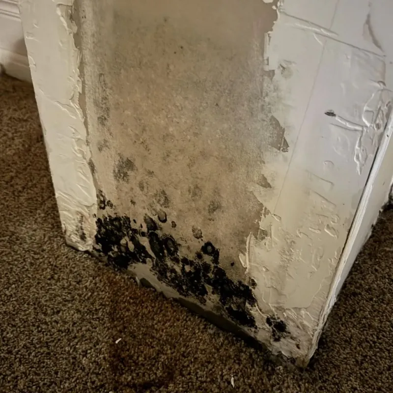 Professional Mold Removal in Kountze, TX